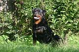 ROTTWEILER 657